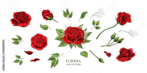 Red roses hand drawn illustration elements colored set
