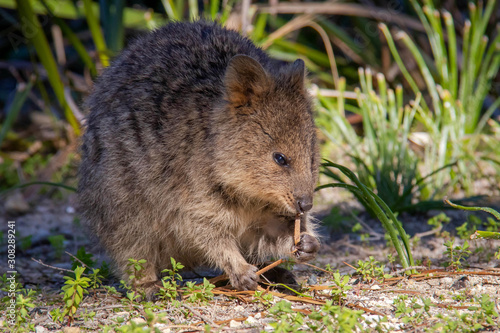 wild exotique animals