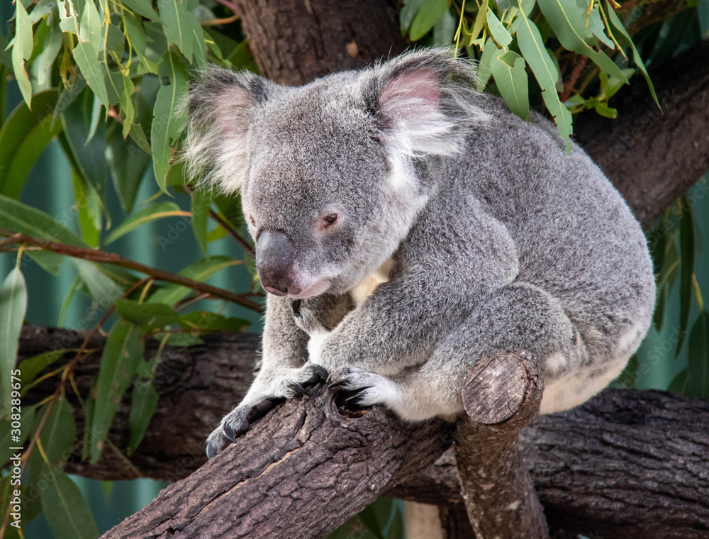 Obraz premium wild exotique animals