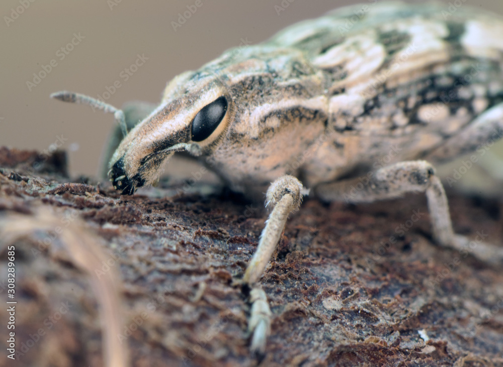 Coniocleonus sp. True weevils beetles beetle of prominent face of good size about 2 cm in length perched on piece of wood Coniocleonus sp. True weevils beetles beetle of prominent face of good size about 2 cm in length perched on piece of wood