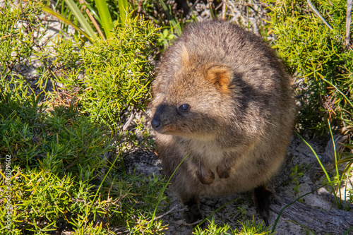 wild exotique animals