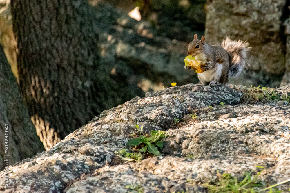 Grey Squirrel