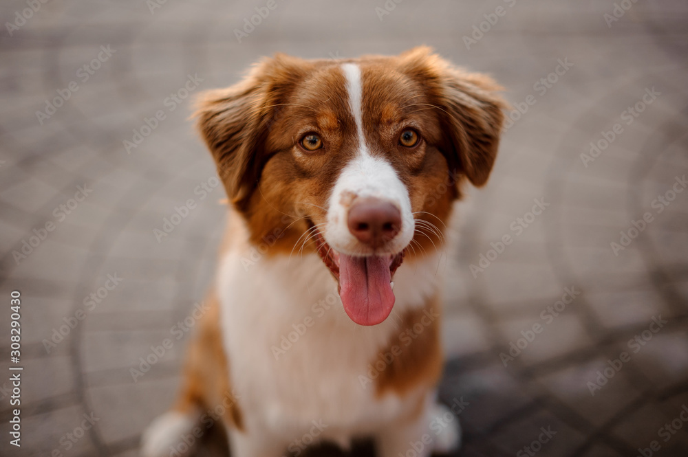 Ginger and white dog sitting with a open mouth on the ground