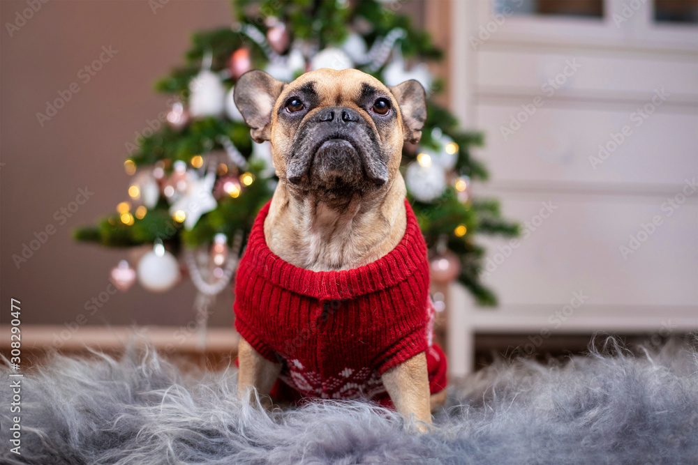 Christmas sweater french bulldog on sale