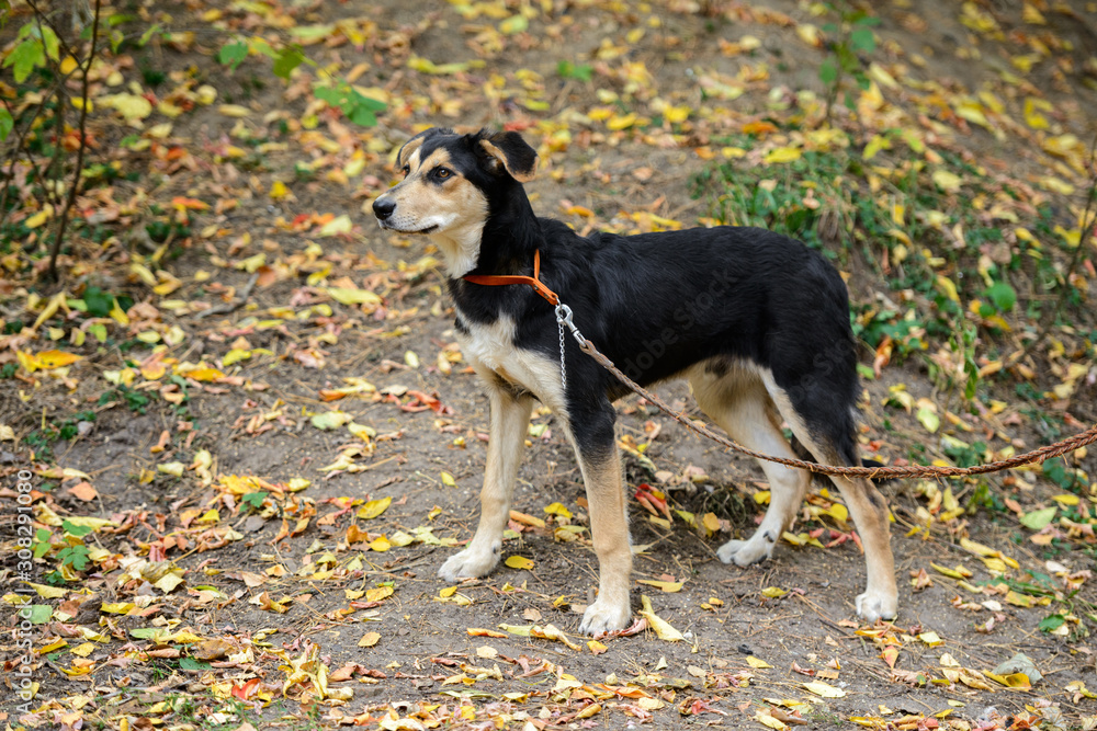 Dog on nature sunny day in the forest