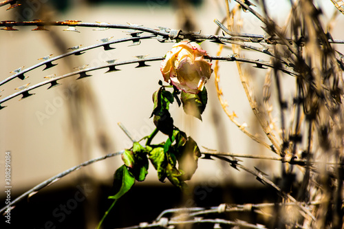 Whitered white rose caught in barb wire photo