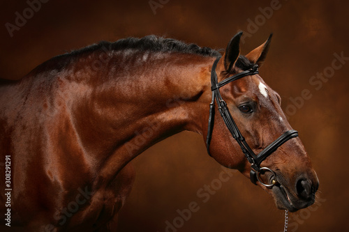 Portrait cheval lusitanien baie