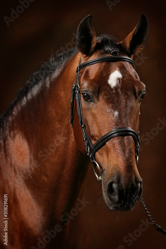 Portrait cheval lusitanien baie