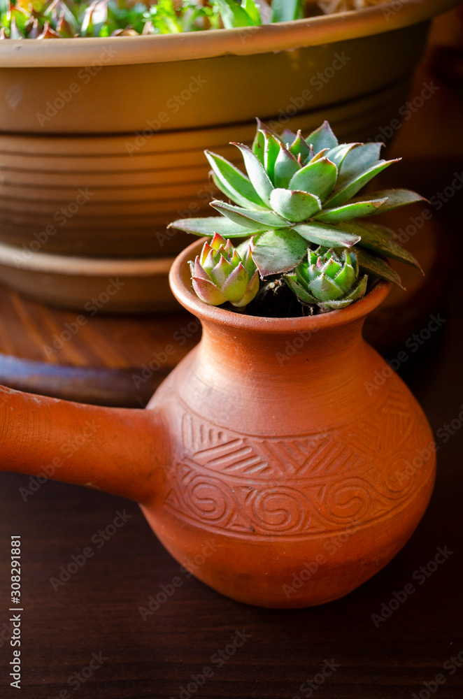 succulents composition succulents composition