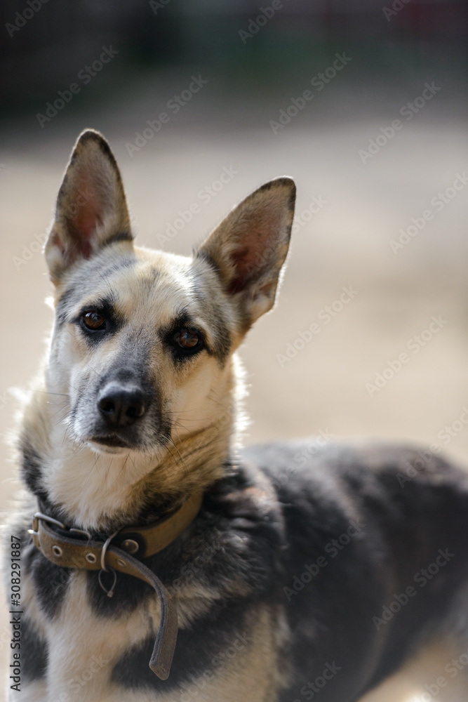 Homeless dog from a dog shelter on nature Homeless dog from a dog shelter on nature