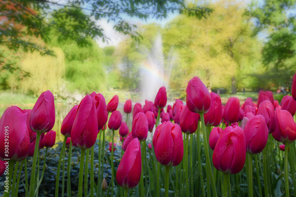 Beautiful colorful red and pink tulips in spring garden. Flowers tulip blossom, floral banner or panorama for a floristry shop background.