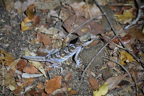 Ocelot gecko (Madagascar ground gecko) in Kirindy Reserve, Madagascar