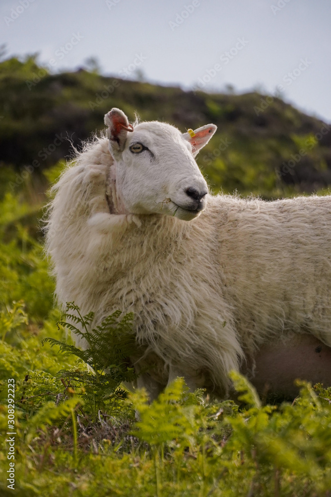 Obraz premium Schafe in den Highlands