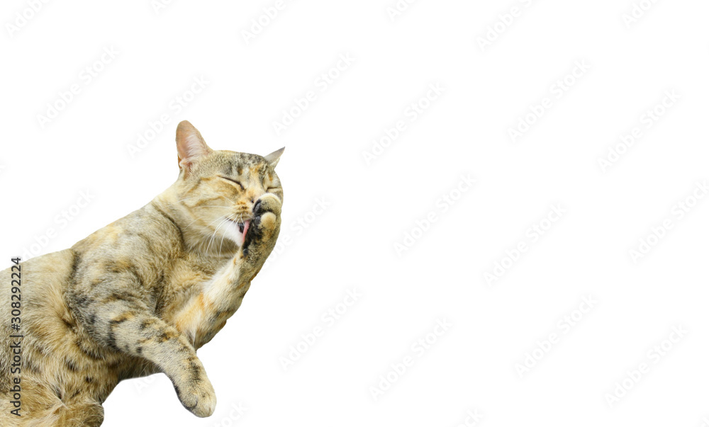 Chat Qui Se Leche Les Pattes Sur Fond Blanc Stock Photo Adobe Stock Chat Qui Se Leche Les Pattes Sur Fond Blanc Stock Photo Adobe Stock