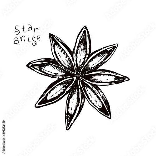 Stock vector illustration with star anise. Hand drawn sketch cooking and aromatherapy ingredient. Spice anise in engraved style for mulled wine.