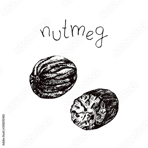 Stock vector illustration with nutmeg. Hand drawn sketch cooking and aromatherapy ingredient. Spice nutmeg in engraved style for mulled wine. 