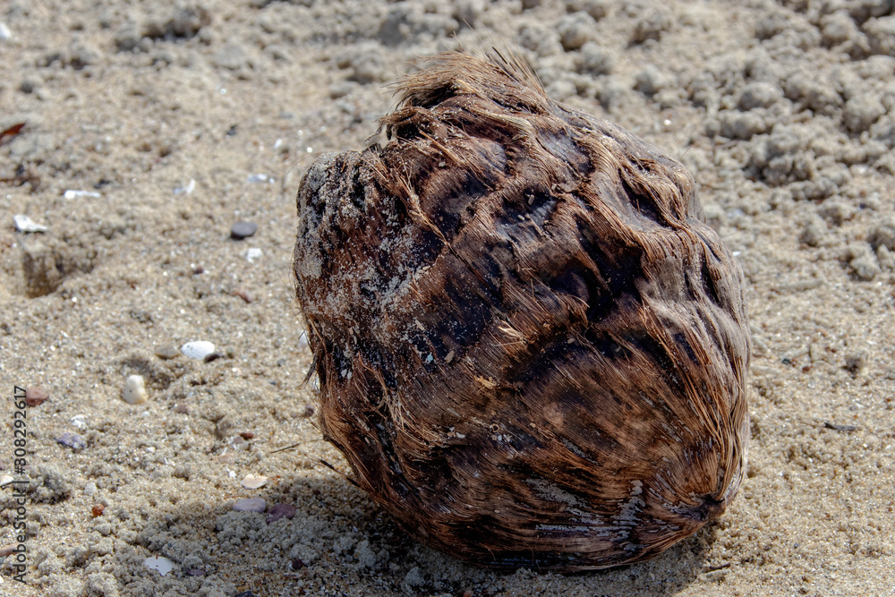 coconut coconut