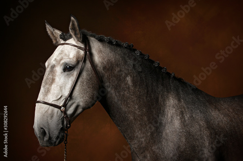 Portrait cheval lusitanien gris