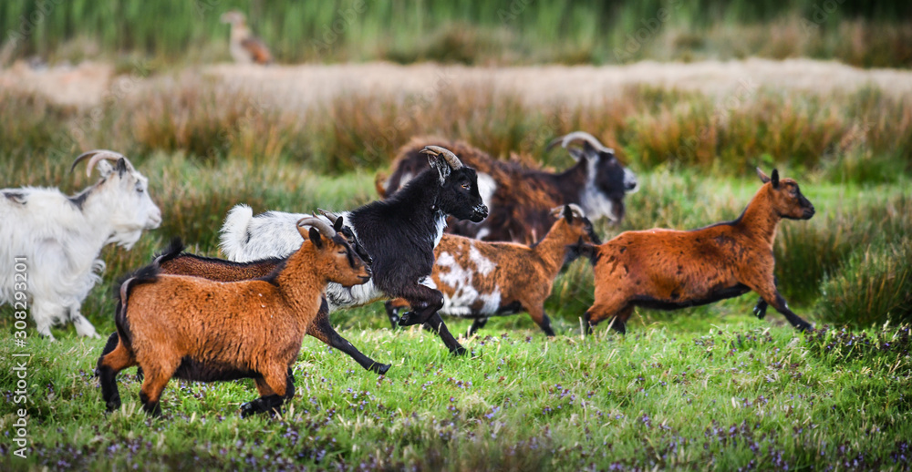Group of small and adult goats run through green fresh grass with beards.