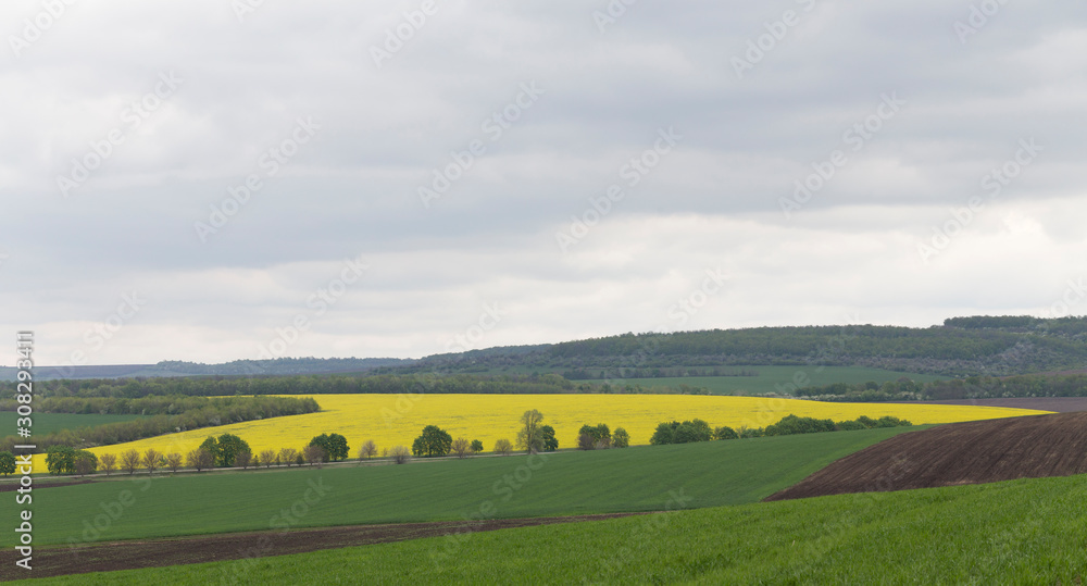 View with yellow rape field.