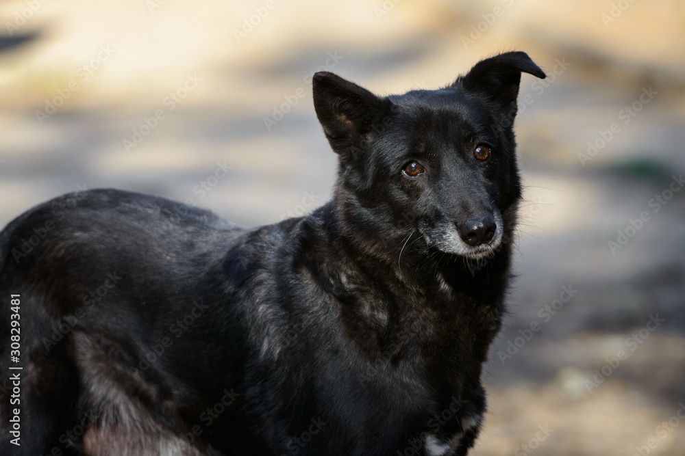 Homeless dog from a dog shelter on nature Homeless dog from a dog shelter on nature
