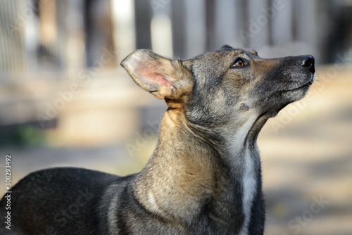 Homeless dog from a dog shelter on nature