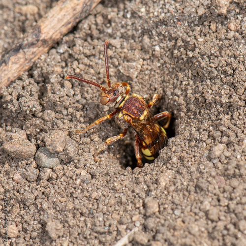 Nomada (cuckoo bee) emerging from Andrena (mining bee) nest