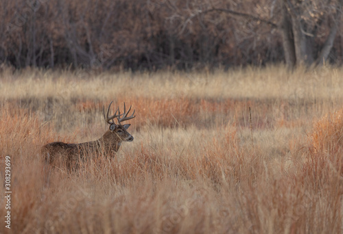 Whitetail Buck in Colorado n the Fall Rut