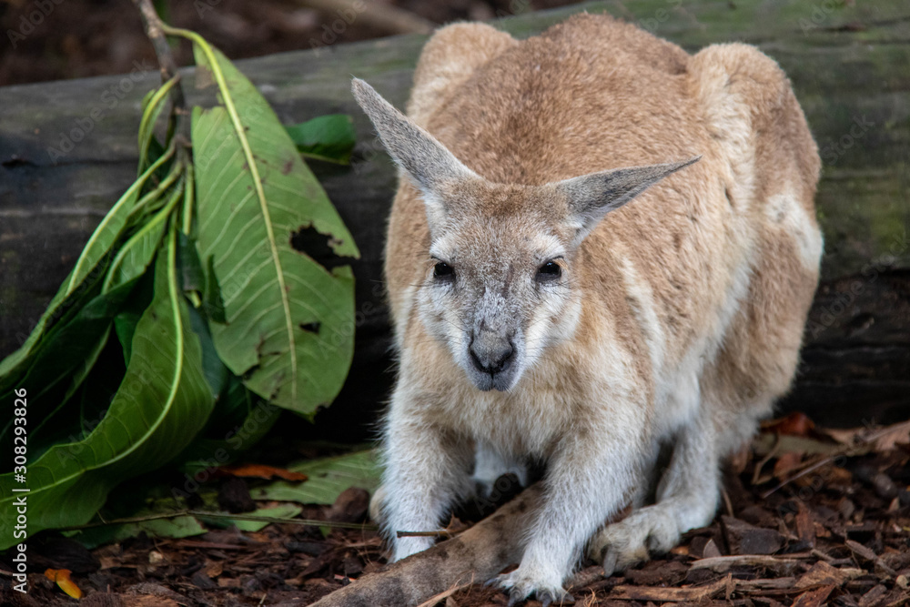 Fototapeta premium wild exotique animals