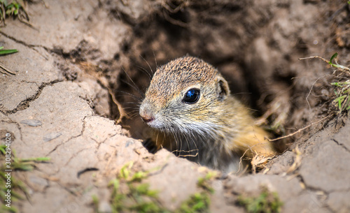 фотографія European ground squirrel on green meadow in hole top view