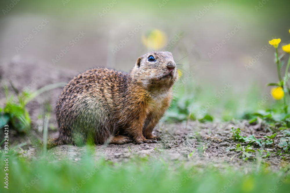 European ground squirrel on green meadow. Spermophilus citellus European ground squirrel on green meadow. Spermophilus citellus