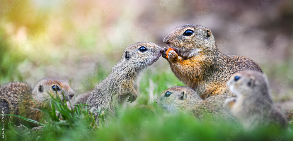 European ground squirrel on green meadow. Spermophilus citellus European ground squirrel on green meadow. Spermophilus citellus