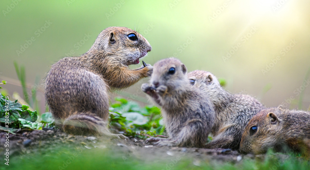 Naklejka premium Ground squirrel in natural habitat. Spermophilus citellus wildlife. European souslik.