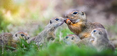 European ground squirrel on green meadow. Spermophilus citellus