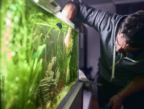 Young man pruning the plants in his aquarium.