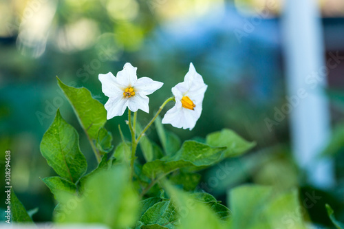 Small white blooms growing on a larger bush in a garden.