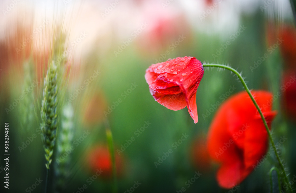 Obraz premium Beautiful wild red poppy flower in evening sunset. Blooming poppies flowers detail in spring and backlight. Blurred sun rays and bokeh behind.