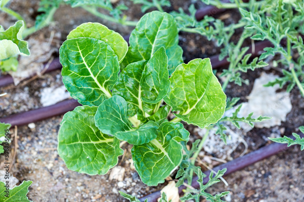 Green leafy vegetable chard leaves in garden Green leafy vegetable chard leaves in garden