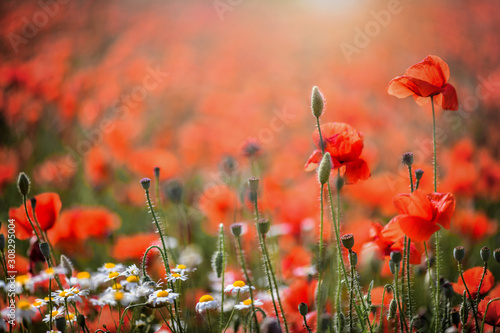 Beautiful field of wild red poppies in evening sunset. Blooming red poppy flowers in spring and backlight.
