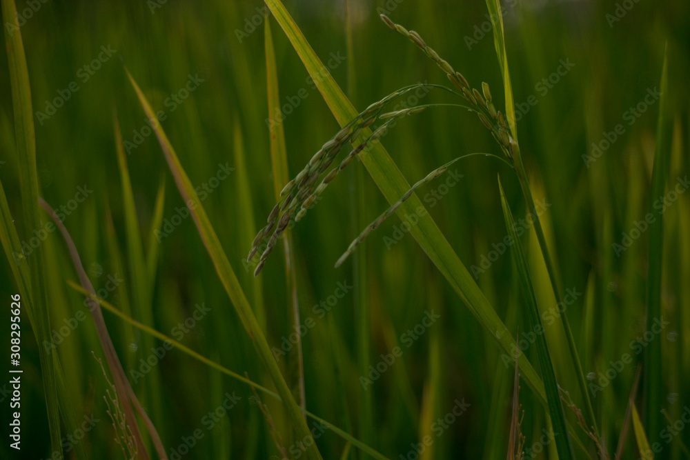 Closeup of yellow and green paddy rice grain field with green leaf in the day time, organic paddy rice isolated in green background. Closeup of yellow and green paddy rice grain field with green leaf in the day time, organic paddy rice isolated in green background.