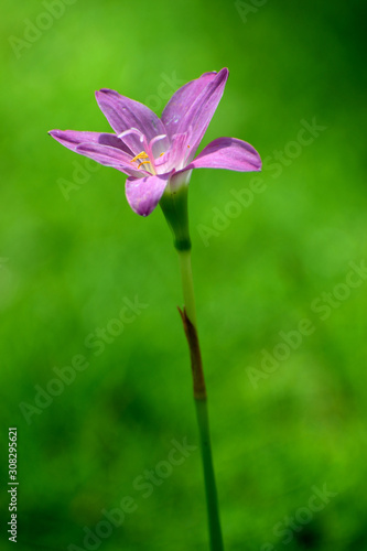 purple flower