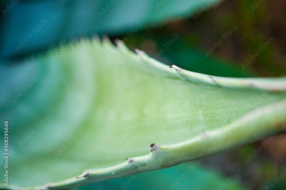 Obraz premium Close up yucca leaves with thorns color.