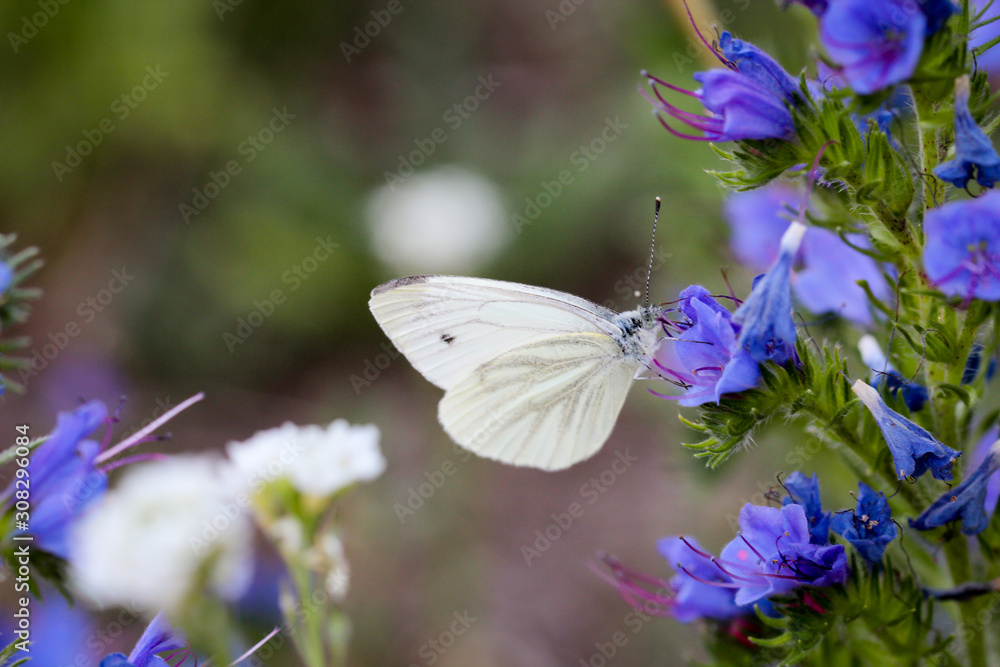 ein Kohlweißling auf einer Pflanze mit lila Blüten ein Kohlweißling auf einer Pflanze mit lila Blüten