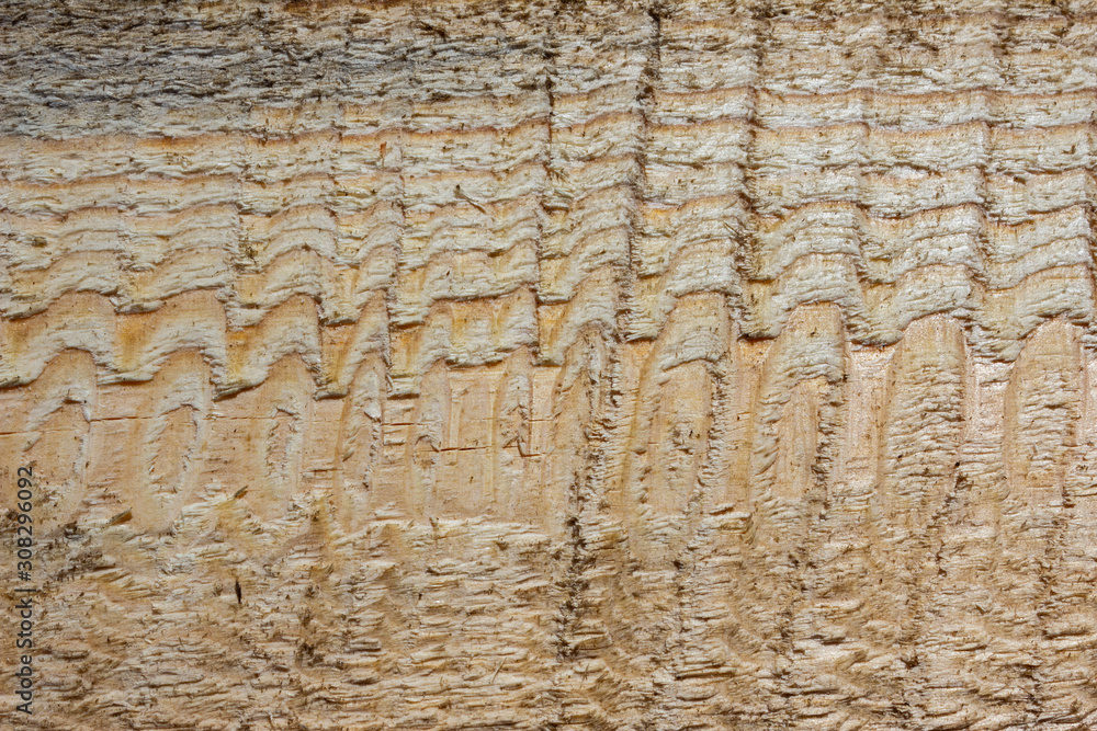 Close-up of wood texture. Wooden board with a space as a backdrop for design, text. Drawing of a pine tree in a cut. Close-up of wood texture. Wooden board with a space as a backdrop for design, text. Drawing of a pine tree in a cut.