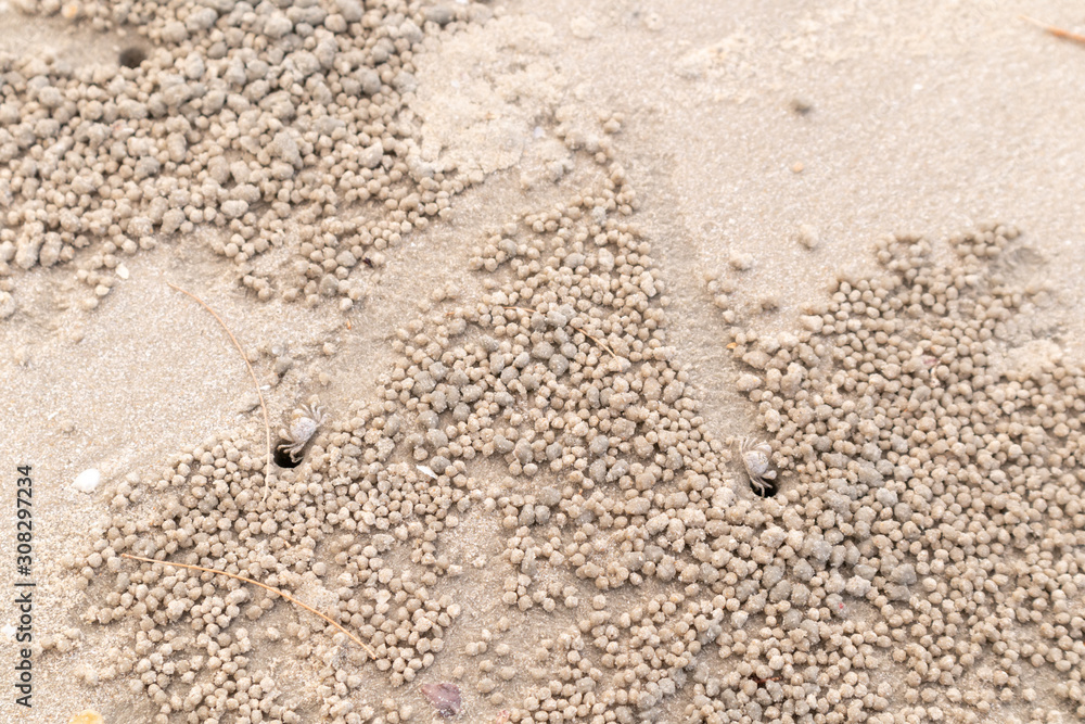 The small crabs is going down its hole on the beach and out of focus