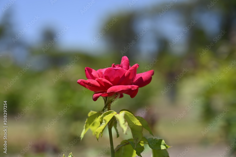 Rose pink flowers