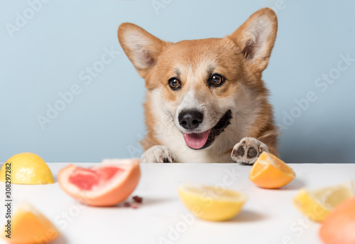 Hungry cute corgi dog is sitting behind the table and is waiting for vitamin food. Corgi dog like cytrus fruits. Healthy life, detox concept. Copy space photo