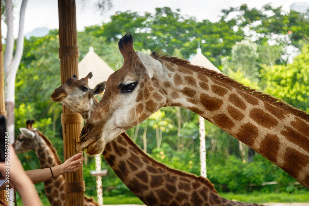 Giraffes take food from the hands of people