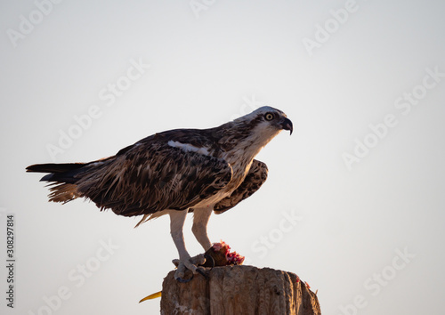 Osprey perched eating fish on Hawar Islands in the Arabian Gulf between Bahrain and Qatar