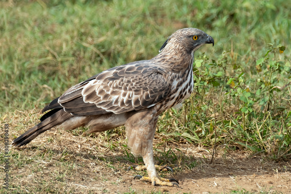 Crested Serpent Eagle (Spilornis cheela), Udawalawe National Park, Sri Lanka